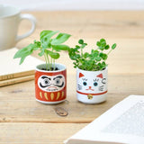 Noted - Lucky Plant - Beckoning Cat