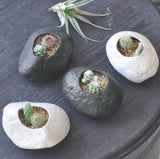 Noted - Plants Rock - Cactus - Assorted 3 Colors
